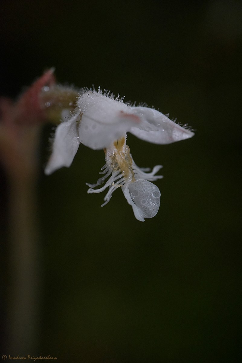 Anoectochilus elatus Lindl.